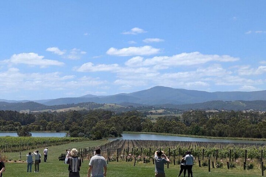 Cruise Ship Friendly Yarra Valley Wine Tour with Port Pickup