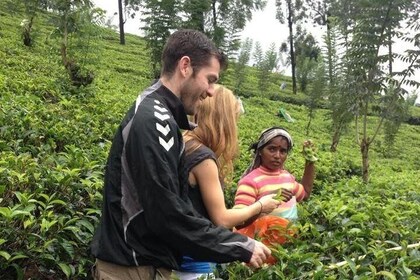 nuwara eliya day tour