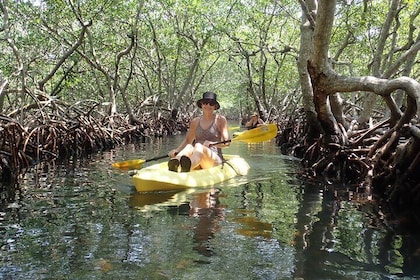 Mangrove Lagoon Kayak, Snorkel & Swim Excursion