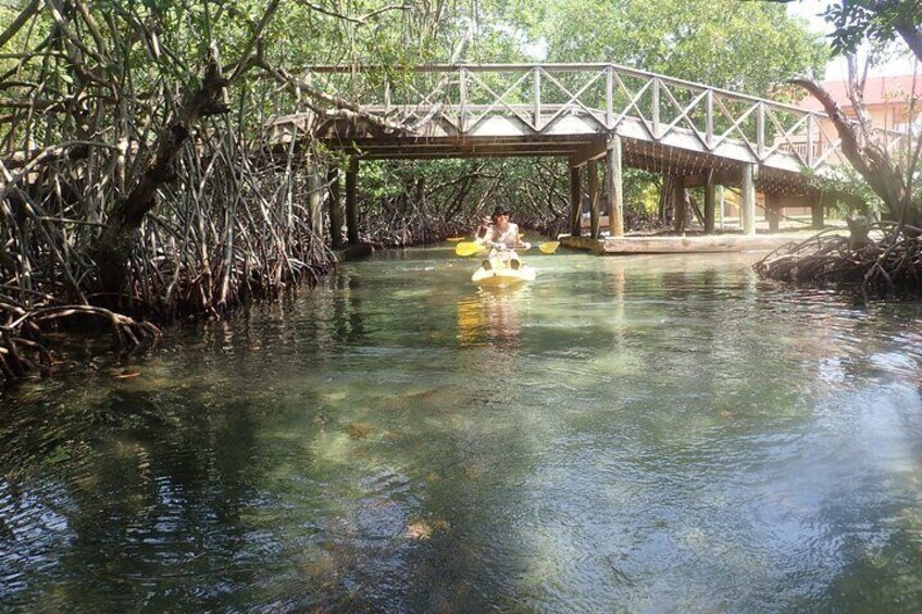 Mangrove Lagoon Kayak, Snorkel & Swim Excursion