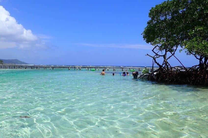 Authentic Experience: Local Lunch, Mangrove Forest Swim & Snorkel