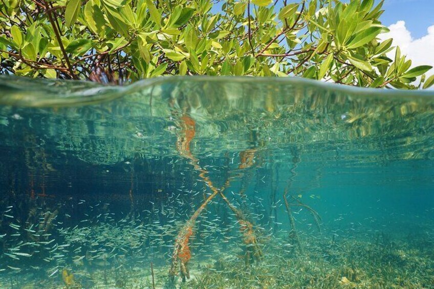 Authentic Experience: Local Lunch, Mangrove Forest Swim & Snorkel