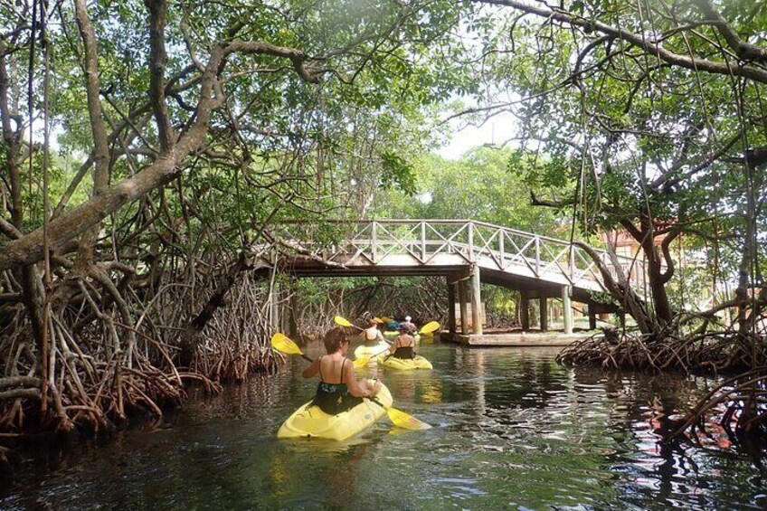 Mangrove Lagoon Kayak, Snorkel & Swim Excursion