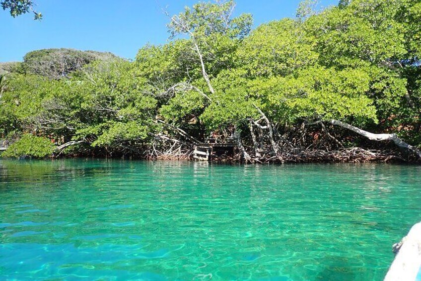 Authentic Experience: Local Lunch, Mangrove Forest Swim & Snorkel