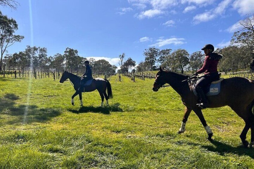 Horse Trail Ride and Wine Tasting at Adelaide Hills Winery