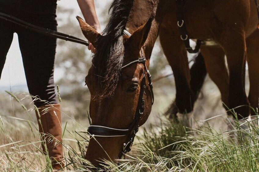 Romantic Horse Trail Ride with Wine and Food in Adelaide Hills