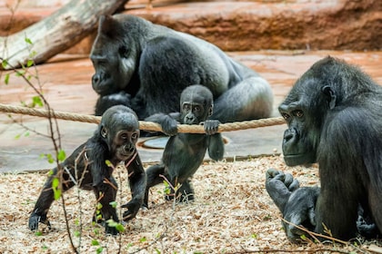Prague Zoo: Skip-the-Line Entry Ticket