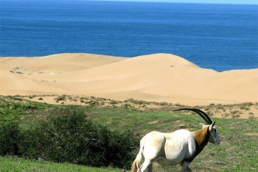 safari wildlife viewing