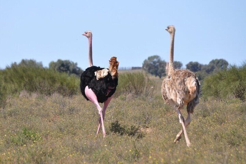 safari wildlife viewing