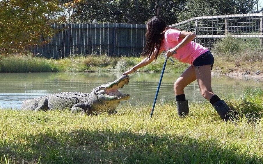 From Houston: Crocodile Encounter Entry Ticket