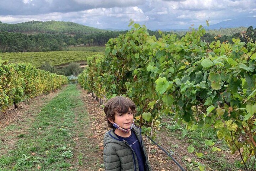 Children in vineyards