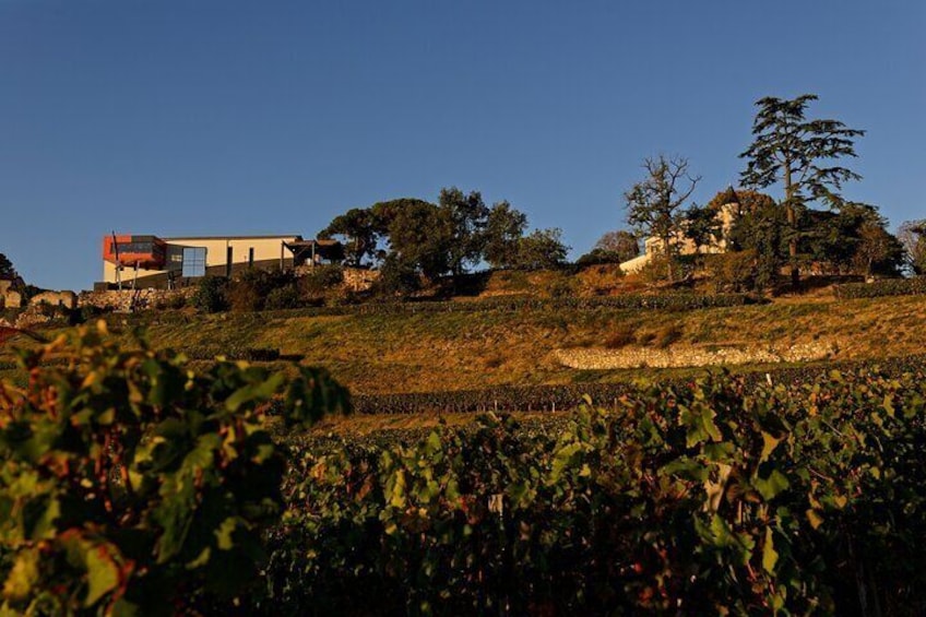 Saint-Emilion Grand Cru Classé: Gourmet Tour in Spanish