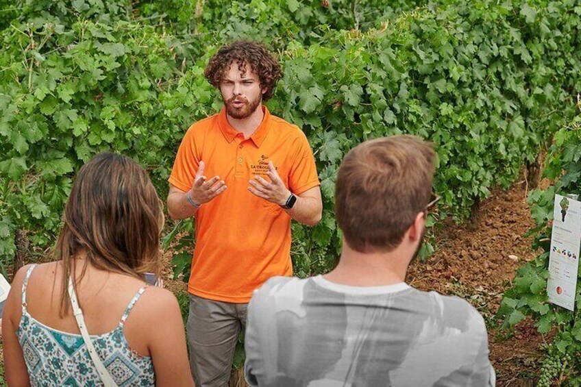 Saint-Emilion Grand Cru Classé: Gourmet Tour in Spanish