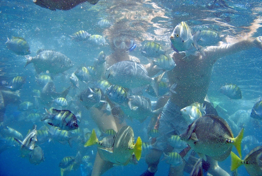 Snorkelers swim near a school of fish