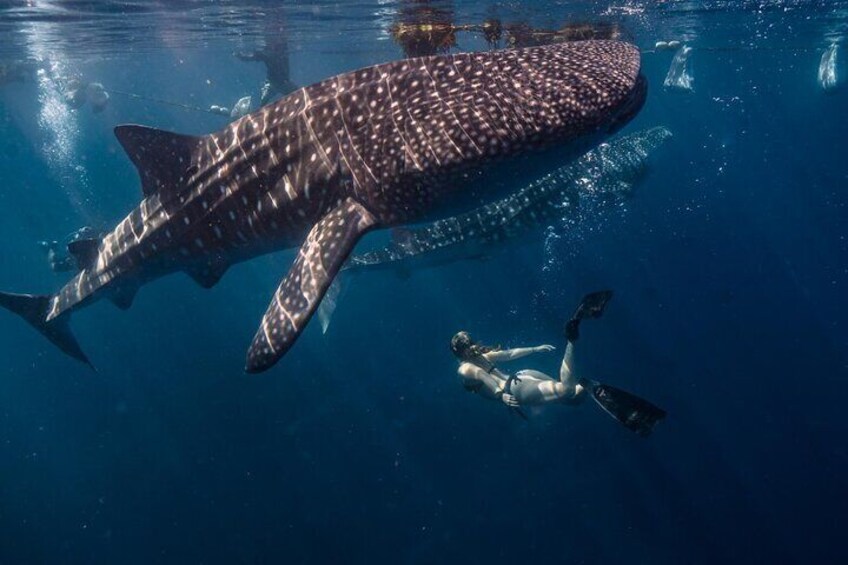 Bohol Whaleshark Watching with Loboc River Lunch