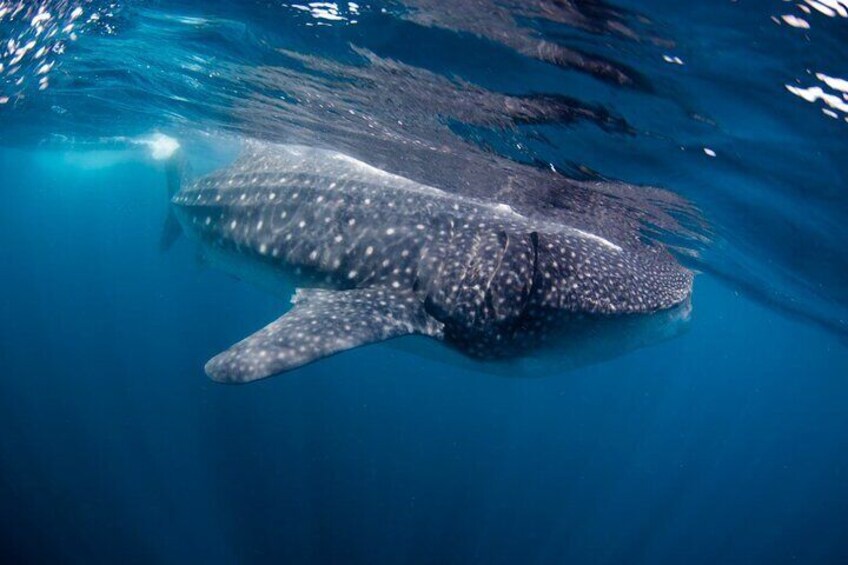 Bohol Whaleshark Watching with Loboc River Lunch 