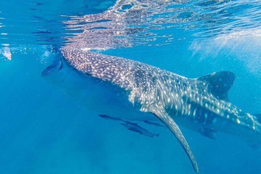 Bohol Whaleshark Watching with Loboc River Lunch 