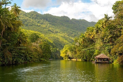 Bohol Whaleshark Watching with Loboc River Lunch