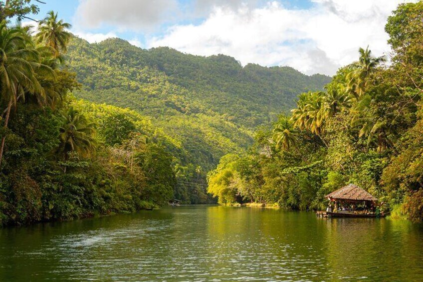 Bohol Whaleshark Watching with Loboc River Lunch 