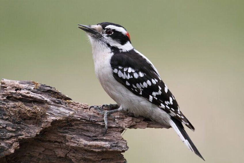 Downy Woodpecker