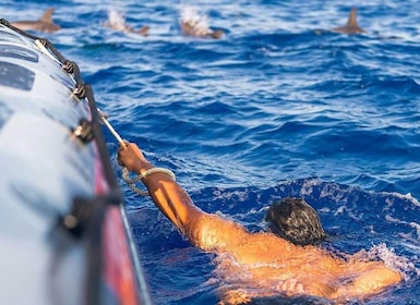 Funchal: Whale Watching and Swimming with Dolphins Cruise