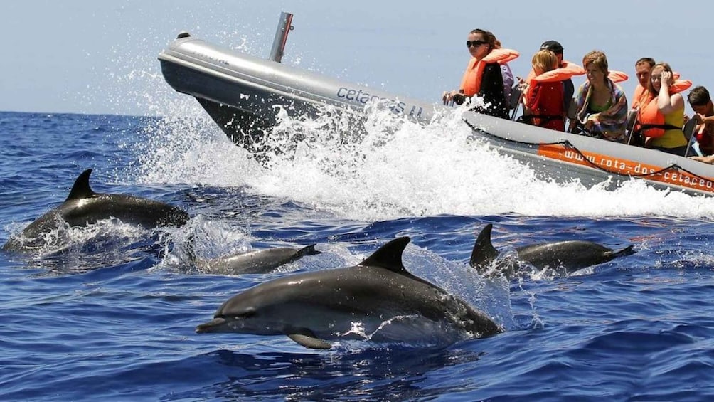 Picture 10 for Activity Dolphin & Whale Watching & Swimming with Dolphins