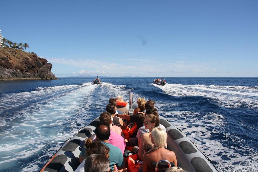 Picture 12 for Activity Funchal: Whale Watching and Swimming with Dolphins Cruise