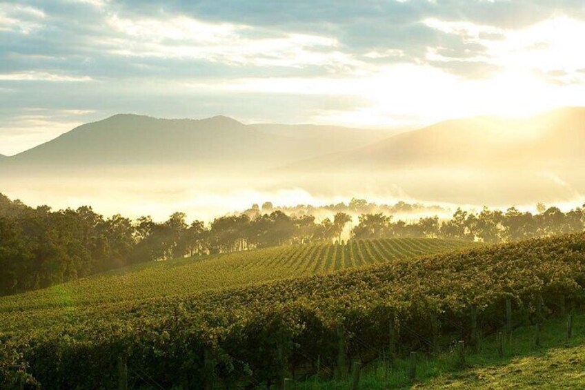 Melbourne Yarra Valley Wineries Explore Private Tour