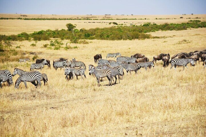 6 Days 5 nights Lake Nakuru, Maasai Mara and Serengeti safari