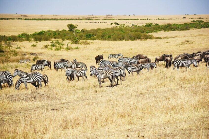 6 Days 5 nights Lake Nakuru, Maasai Mara and Serengeti safari