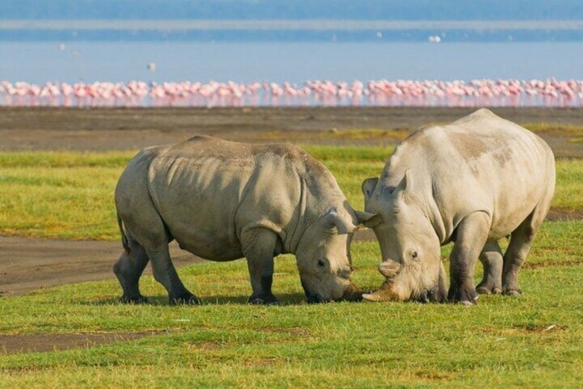 6 Days 5 nights Lake Nakuru, Maasai Mara and Serengeti safari