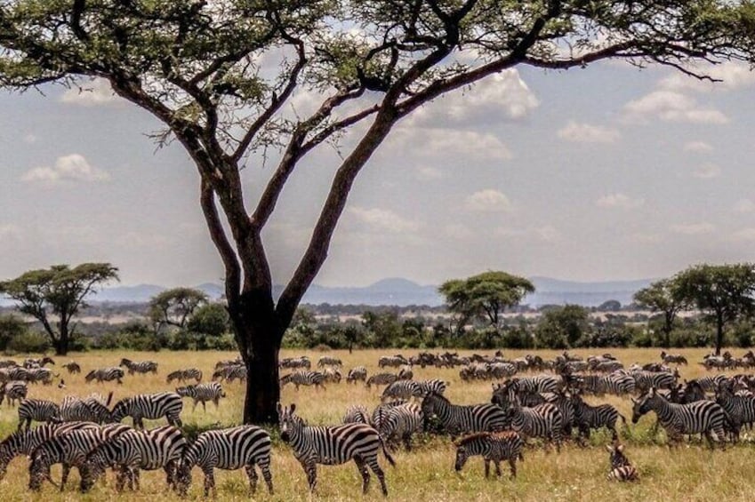 6 Days 5 nights Lake Nakuru, Maasai Mara and Serengeti safari