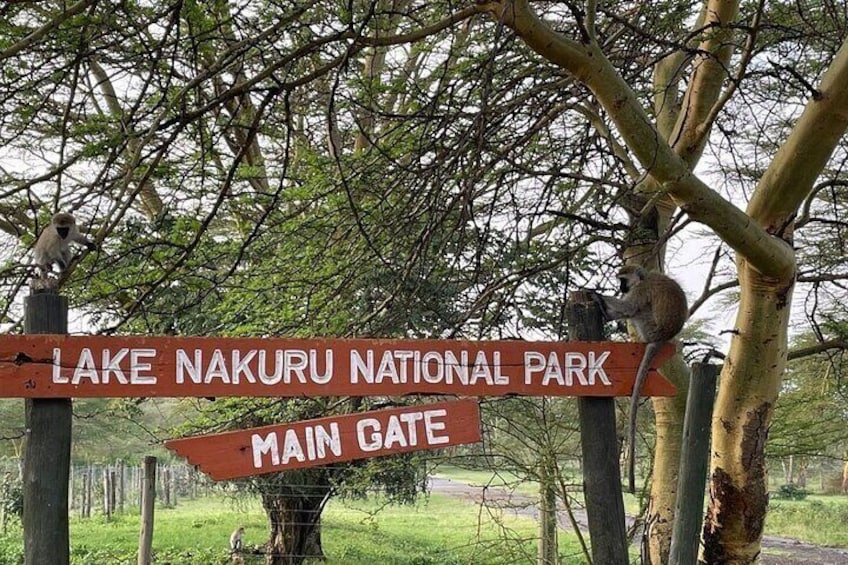 6 Days 5 nights Lake Nakuru, Maasai Mara and Serengeti safari