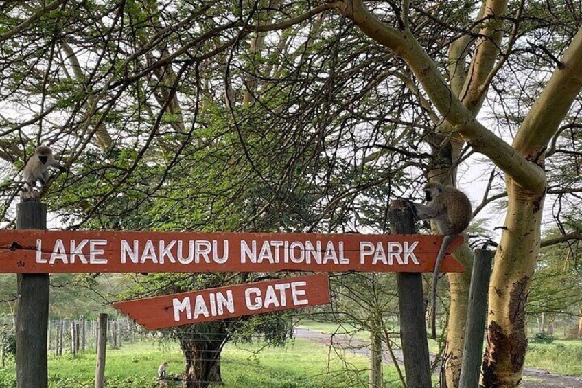 6 Days 5 nights Lake Nakuru, Maasai Mara and Serengeti safari