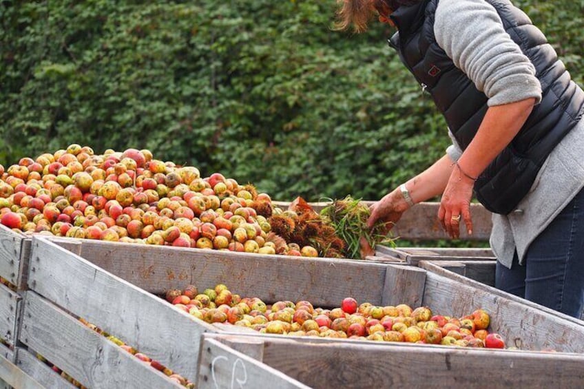 Private Normandy Tasting Tour from Le Havre