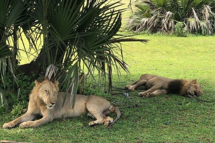3 Days Nyerere National Park Group Safari
