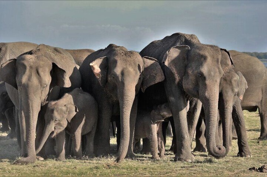 minneriya elephant gatharing