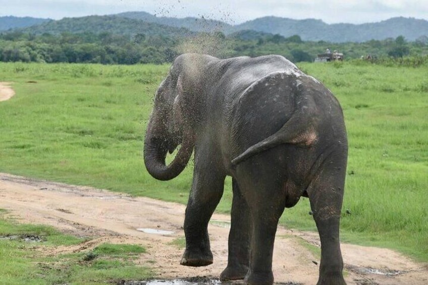 Visiting the historical Polonnaruwa Ruins and Minneriya Safari 