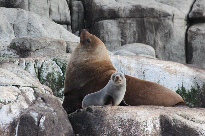 Cape Raoul Cruises Day Tour from Hobart 