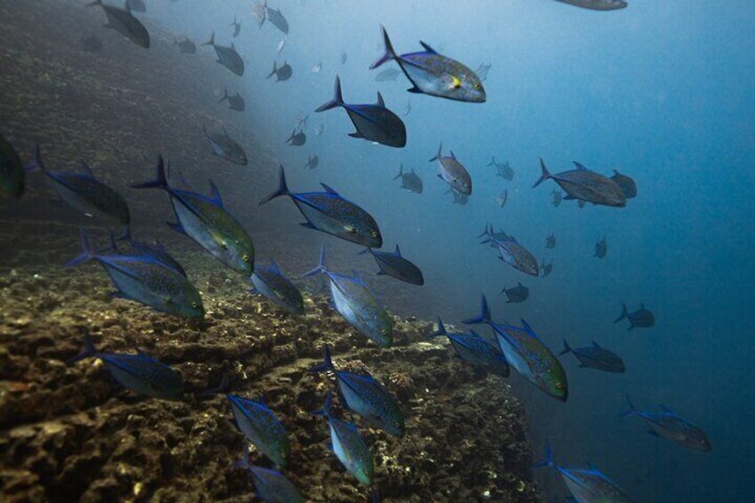 Private Ni’ihau Scenic Snorkel