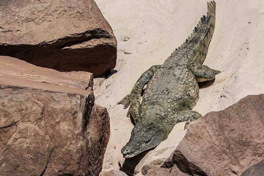 Fierce Nile Crocodiles