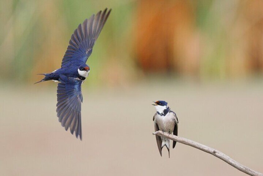 Birds Lovers At West Coast Western Cape