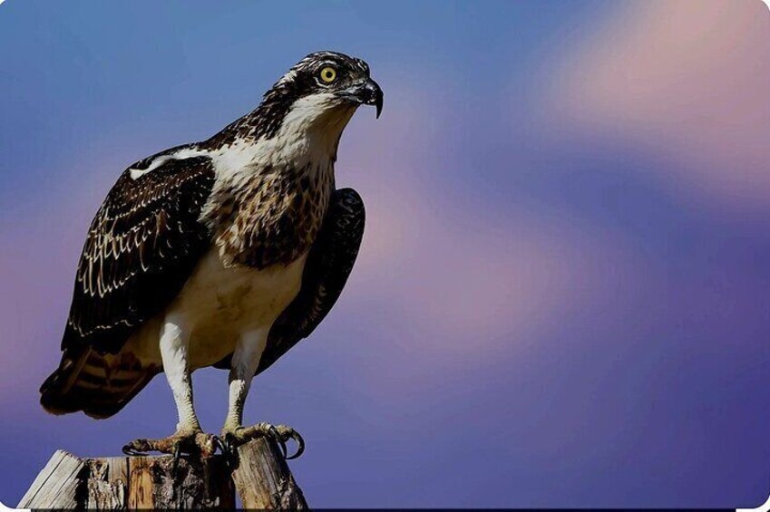 Birds Lovers At West Coast Western Cape