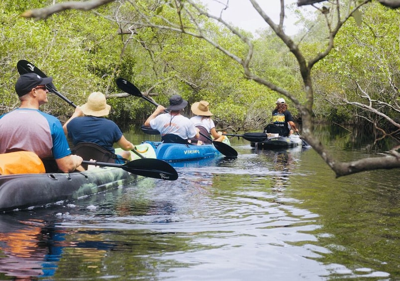 Picture 6 for Activity Noosa: Everglades Kayak Tour in a Stingray Sanctuary