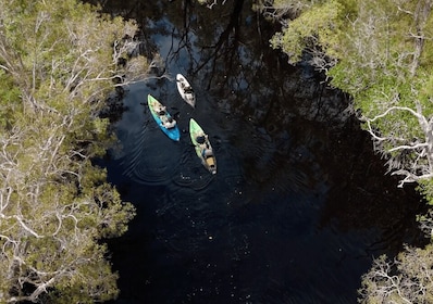 Noosa: Everglades Kayak Tour in a Stingray Sanctuary