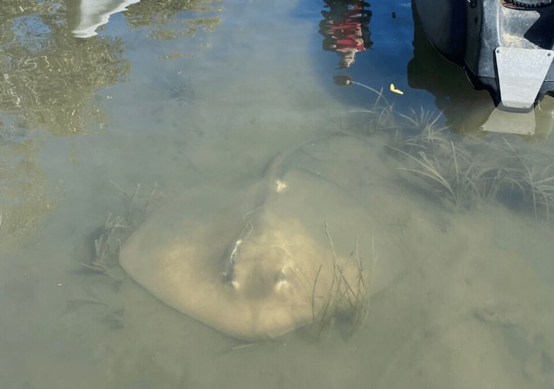 Picture 5 for Activity Noosa: Everglades Kayak Tour in a Stingray Sanctuary