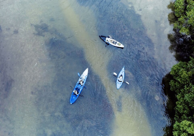 Picture 2 for Activity Noosa: Everglades Kayak Tour in a Stingray Sanctuary