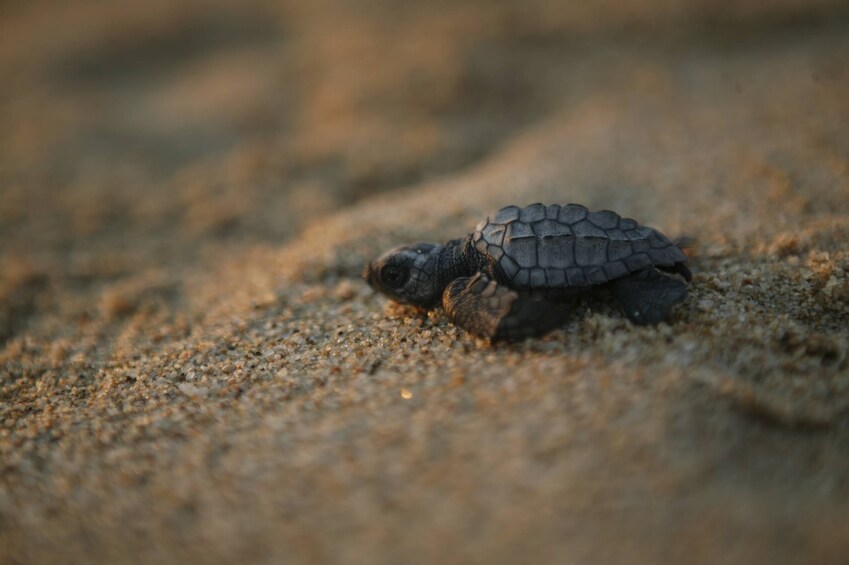 Turtle Release Eco Adventure