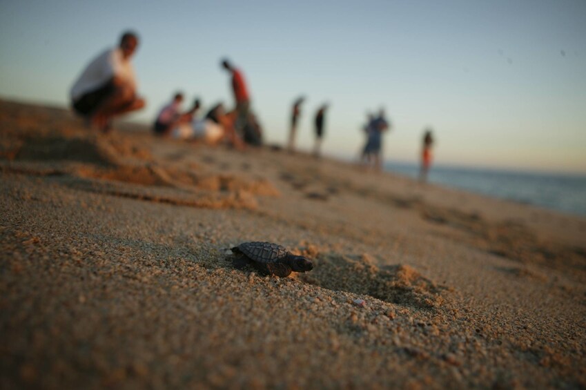 Baby turtle on the beach with people nearby in Baja