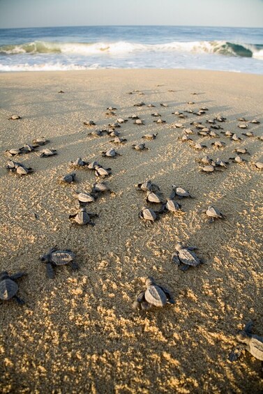Turtle Release Eco Adventure